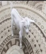 للبيع جفرة جيكية قزمه لعبوب و تشرب حليب و الصحه ممتازة