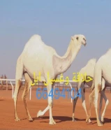 حلاقة وغسيل ابل لي جميع مناطق الكويت
