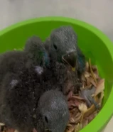 اكلكتس كوكاتو عس