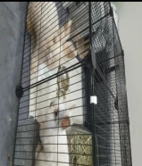 جوز ارانب للبيع