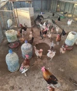للبيع جملة دجاج