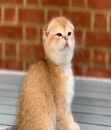 Scottish Fold Kittens