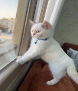 للبيع ذكر شهرين ونص