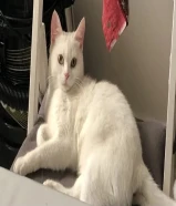 Spayed Female Turkish Angora Cat (Call WhatsApp only)980138XX