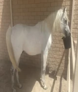 للبيع حصان مكس عربي