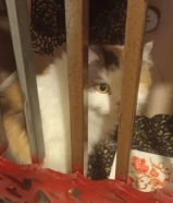 قطاوي للبيع