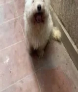 للبيع جلب بودل