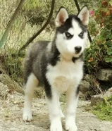 For sale female puppy Siberian husky