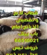 1 دينارقصاب جزار لذبح وتقطيع الذبائح أمام باب بيتك زبايح للبيع مع التوصيل جميع مناطق الكويت66510021