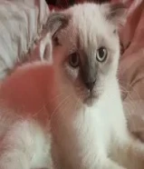 للبيع قط ذكر سكوتش فواد العمر 3شهور