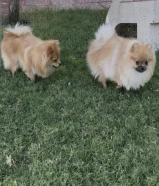 بوميرينيان انثى وذكر. 9شهور. دفتر تطعيماتهم. متعلمين عالباد.