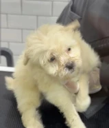 نوعه مالتيبو والعمر شهرين ومطعمه مرتين