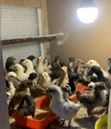 صيصان عربي قديم