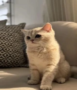 قط ذكر. .