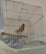 عصفور كناري.