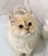 قط بيرشن شيرازي للتبني العاجل نوع نادر و جميل قطط هادئ و لعوب و يحب الاطفال و يتعلق بكم بسرعه