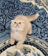 للبيع كيتن طيب