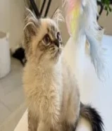 قطط للبيع يوجد فصيله همالايا و برتش شورت هير و بلو بوينت و سلفر تابي و يوجد قطط للحجز