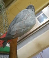 للبيع كاسكو هولندي