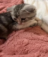 للبيع سكوتش فولد ذكر عمره شهرين حنون ويحب يلعب ومتعلم على اللتر بوكس