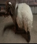 للبيع طلي نعيمي