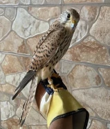 مطلوب حميميج بدون اغراض فقط سبوق ب 10