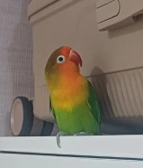 طائر روز قابل لترويض ب 15 مع قفصه