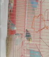 8 عصافير بالقفص