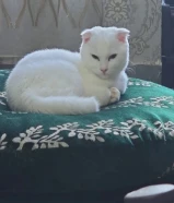 كيت جميل للبيع لون ابيض في السالمية