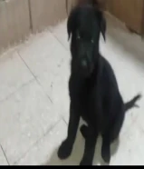 للبيع جرو نثيه بلاك جاك العمر شهر