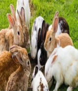 أرانب للبيع