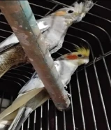 Pearl Cockatiel and Grey / Pied