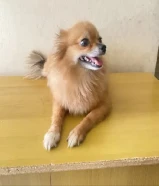 كلب صحي ونشيط ولعوب ومع القفص