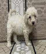 Poodle 2 months