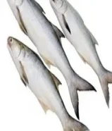 جميع أنواع الأسماك الطازجة متوفرة هنا.