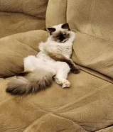 قطه انثى ( تم تعقيم القطه ) اخذت جميع المطاعيم الضروريه.. عمر القطه 8 اشهر