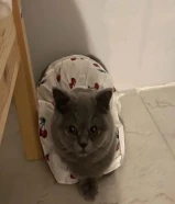 كتن للبيع مع امهم