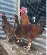 للبيع دجاج رد بلو انقليزي دم صافي