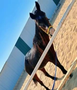 فرس مصرية هادئة و بصحة جيدة - تصلح لتدريب الأطفال و الكبار - سنها كبير ( مزارع الوفرة )