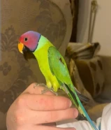 اسم الطير اسمين 1-بالم هيد 2- برقوقيه ببغاء نادر جدا بالكويت بيعة سريعة أليف يطلع على اليد