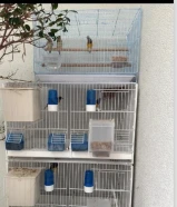 قولدن فينيش زيبرا