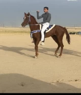 للبيع احصان مصري رفيع حيل وسبوق