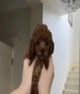 بودل تي كب هاي كوالتي