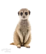 ميركات (تيمون) ذكر شهرين Meerkat