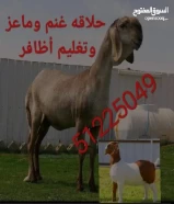 حلاقه غنم وماعز وتغليم أظافر