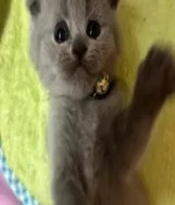 للبيع سكوتش فولد عمرهم شهر