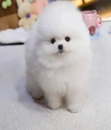 Pomeranian puppies available