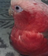 كوكاتو للبيع العمر سنتين