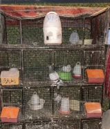 حمام ما اعرف نوعه و القفص معه