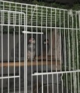 بيع سريع زوج جاوا